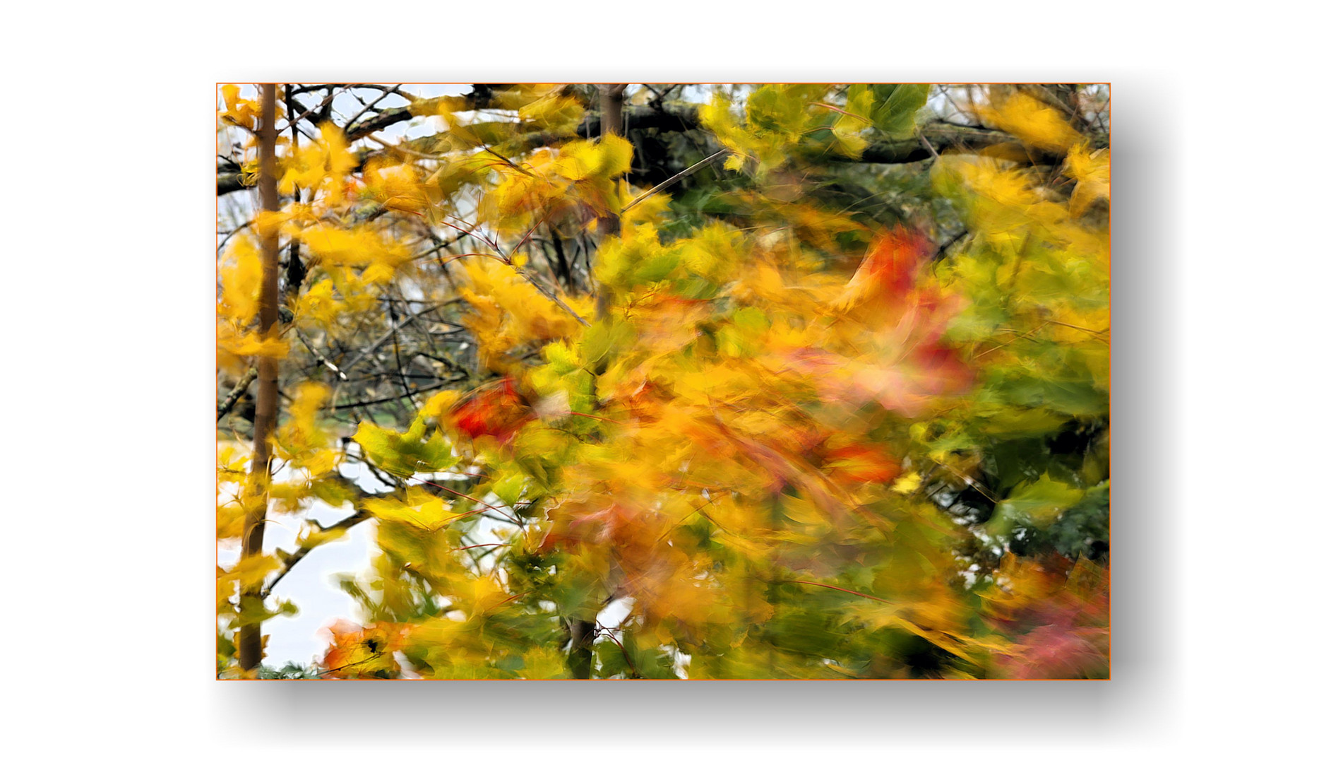 Der Herbstwind reißt Blätter von den Bäumen