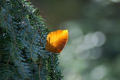 Der Herbstwind treibt sein Spiel