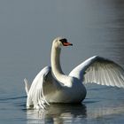 Der Herr auf dem See