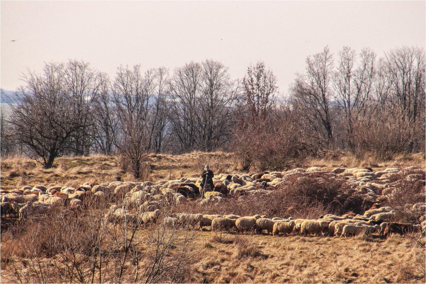 Der Herr der Schafe