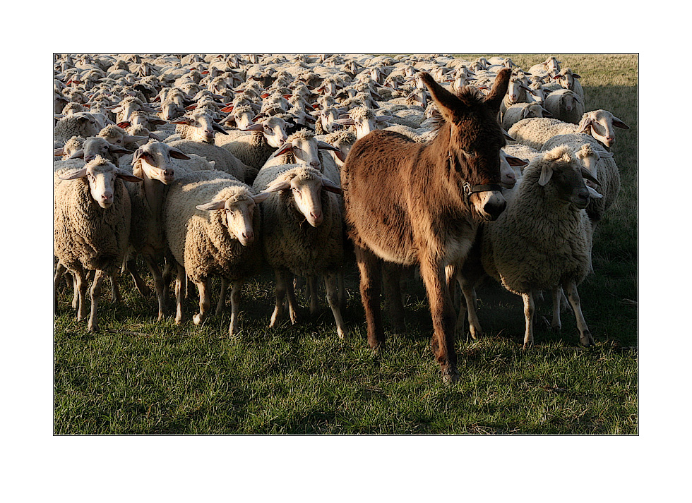 Der Herr der Schafe