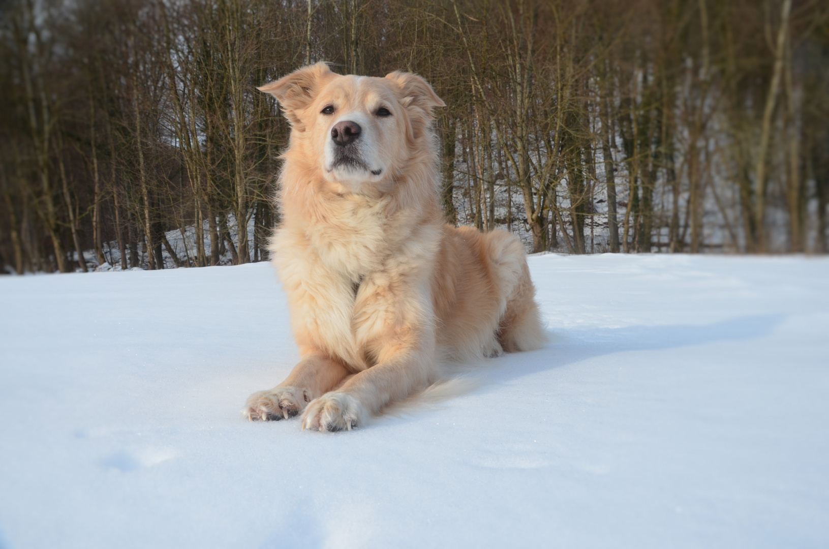 Der Herr der Schneefelder...