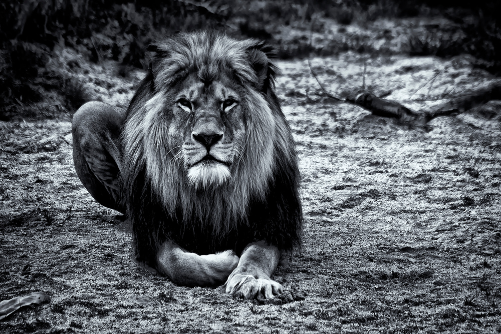 Der Herr im Park