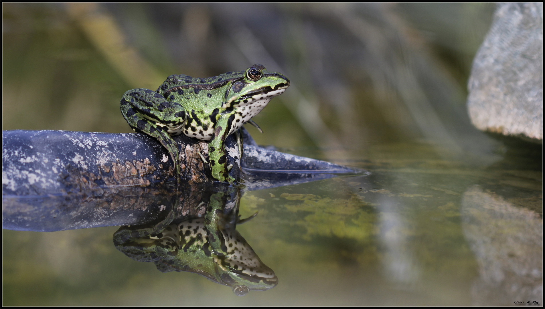 der Herr im Teich...