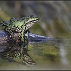 der Herr im Teich...