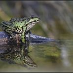 der Herr im Teich...