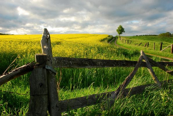 Der HERR ist mein Hirte