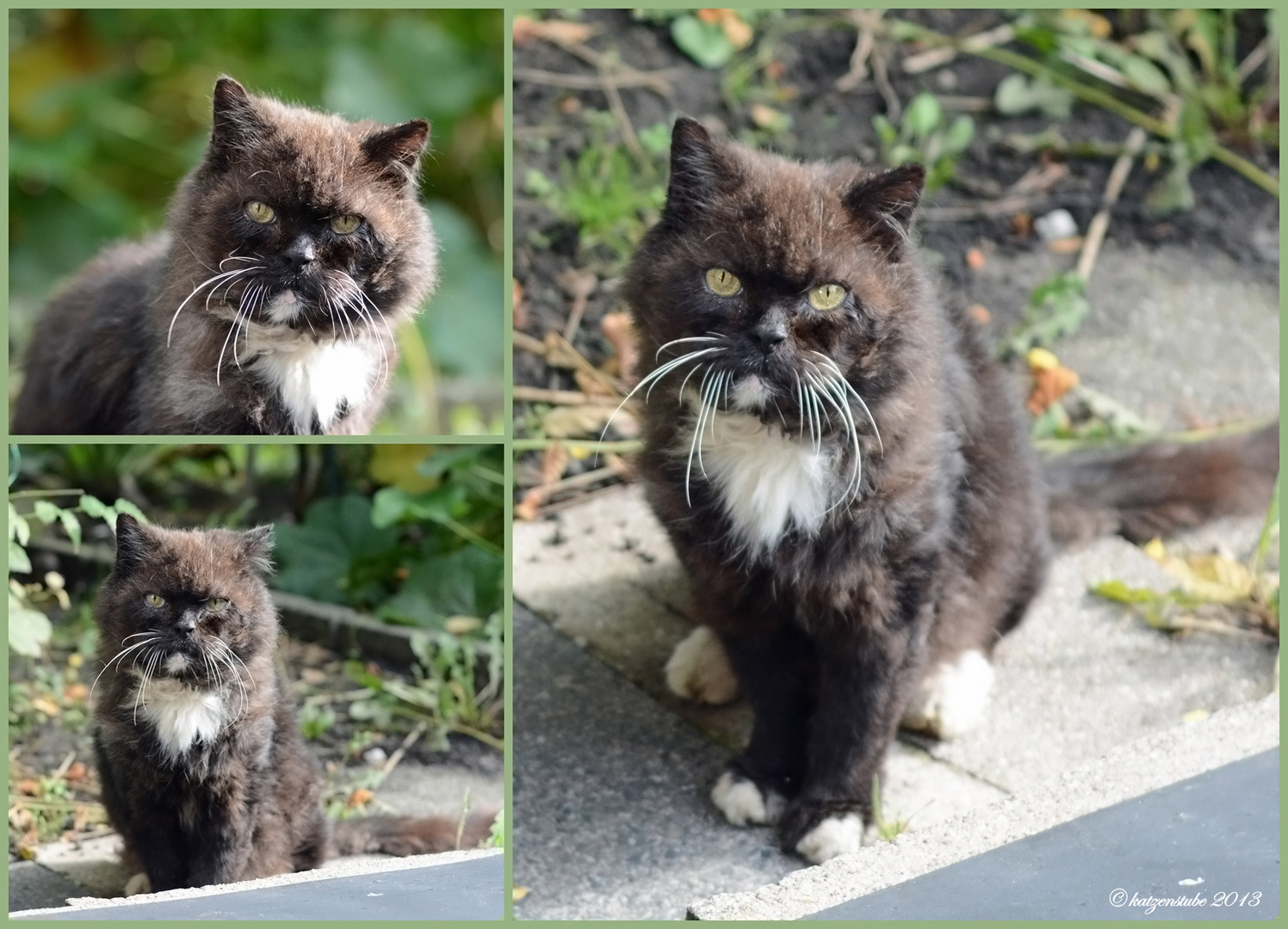 Der Herr Pauli Sucht Foto Bild Tiere Haustiere Katzen