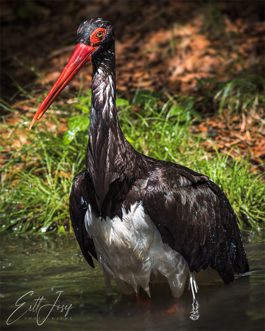 Der Herr Schwarzstorch beim Baden