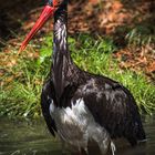 Der Herr Schwarzstorch beim Baden