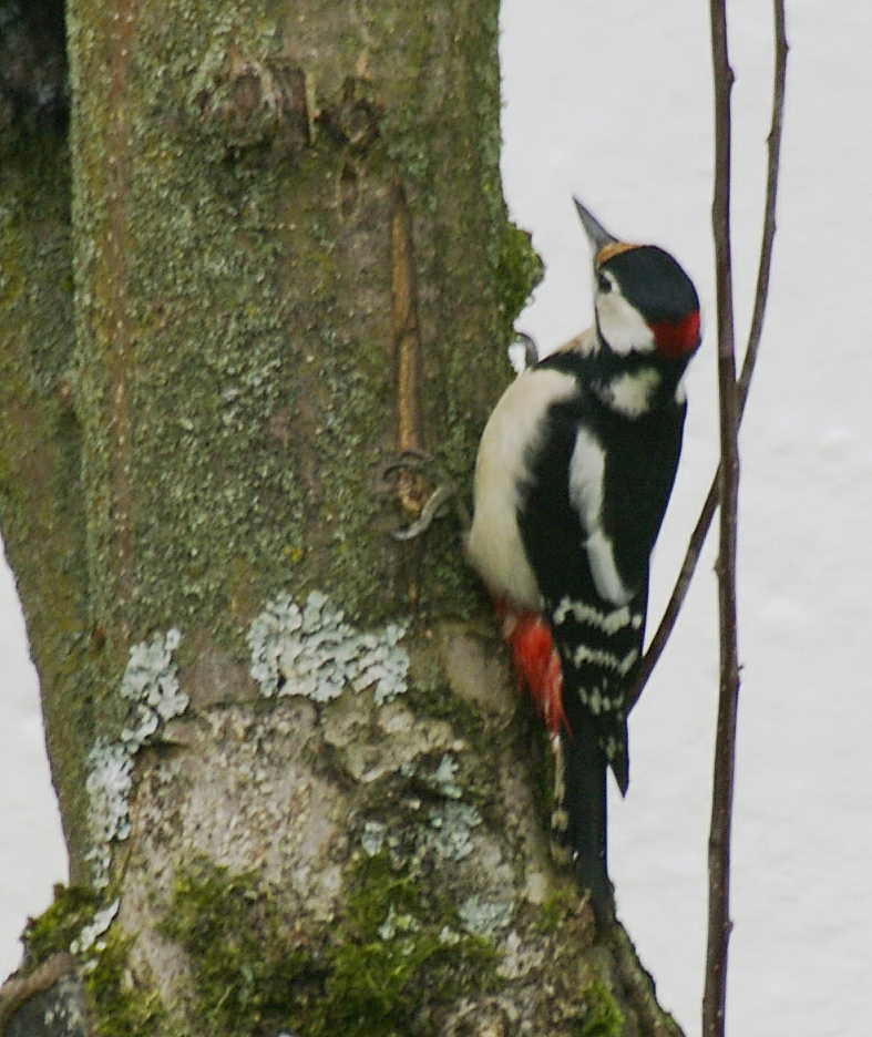 Der Herr Specht in meinem Garten