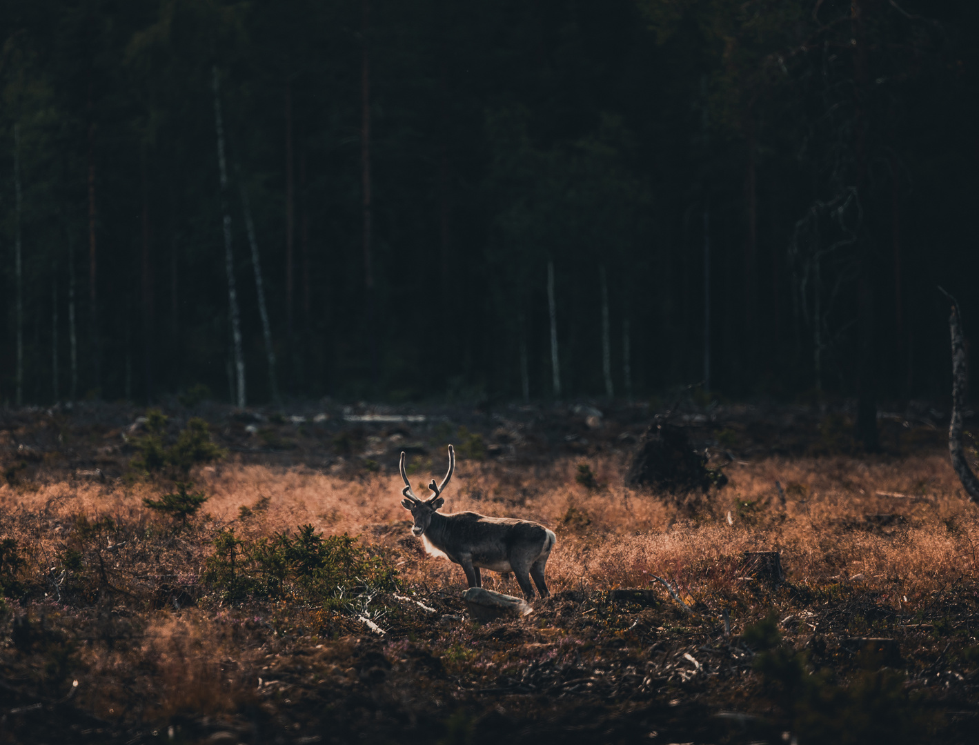 Der Herr vor seinem Wald.