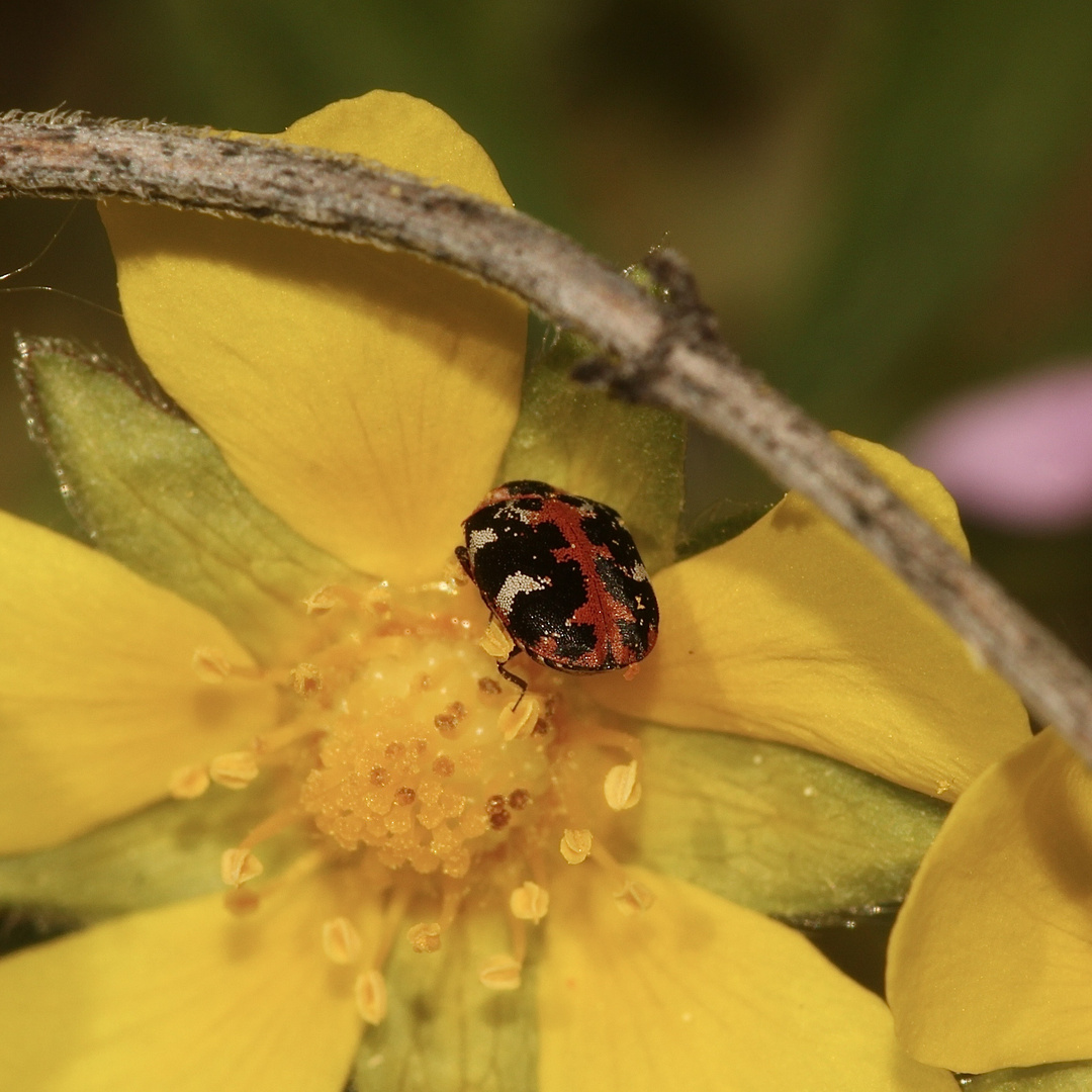 Der herrliche, buntbeschuppte TEPPICHKÄFER (Anthrenus scrophulariae) ...