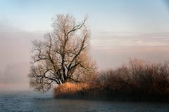 Der herrschaftliche Baum am Moossee