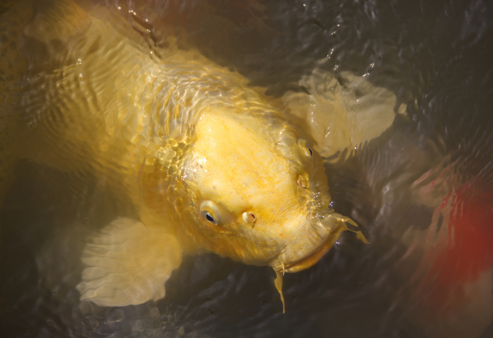 Der Herrscher des Teichs... Foto & Bild tiere, wildlife, fische