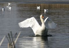 Der Herrscher des Vogelsees