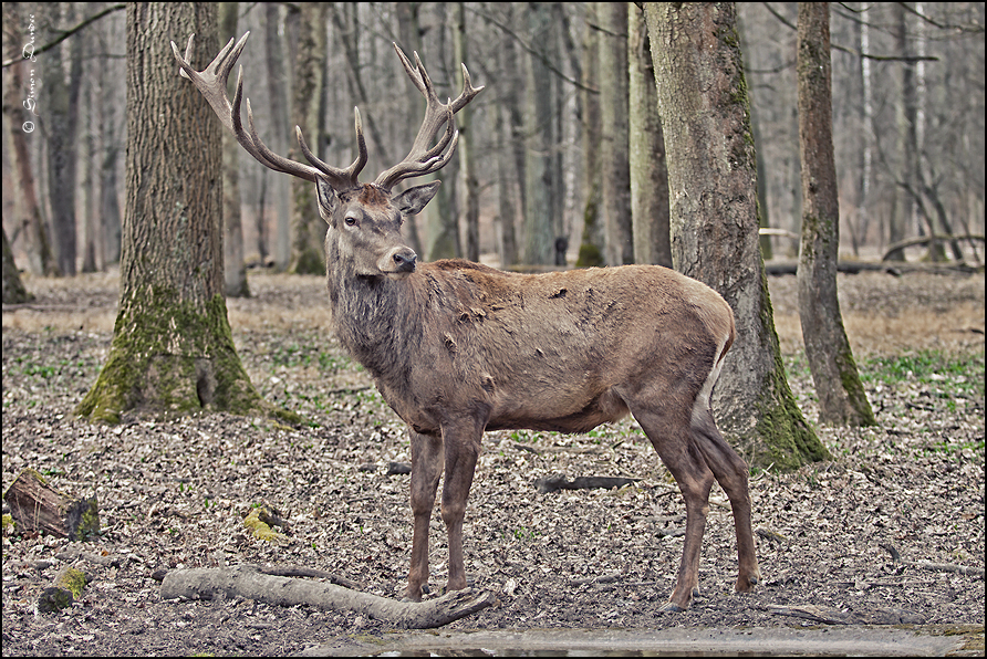 der Herrscher des Waldes o1