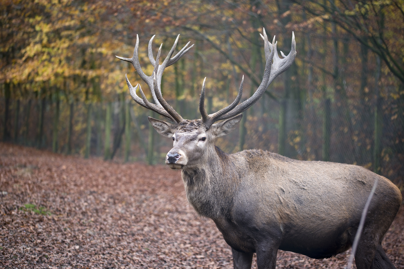 Der Herrscher im Herbst