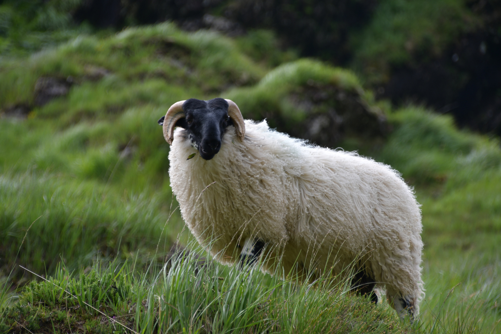 Der Herrscher von Ballaghbeama Gap