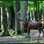 - Der Herscher im Rotwildrevier 4 - ( Cervus elaphus )