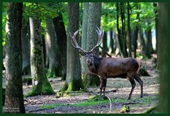 - Der Herscher im Rotwildrevier 4 - ( Cervus elaphus )