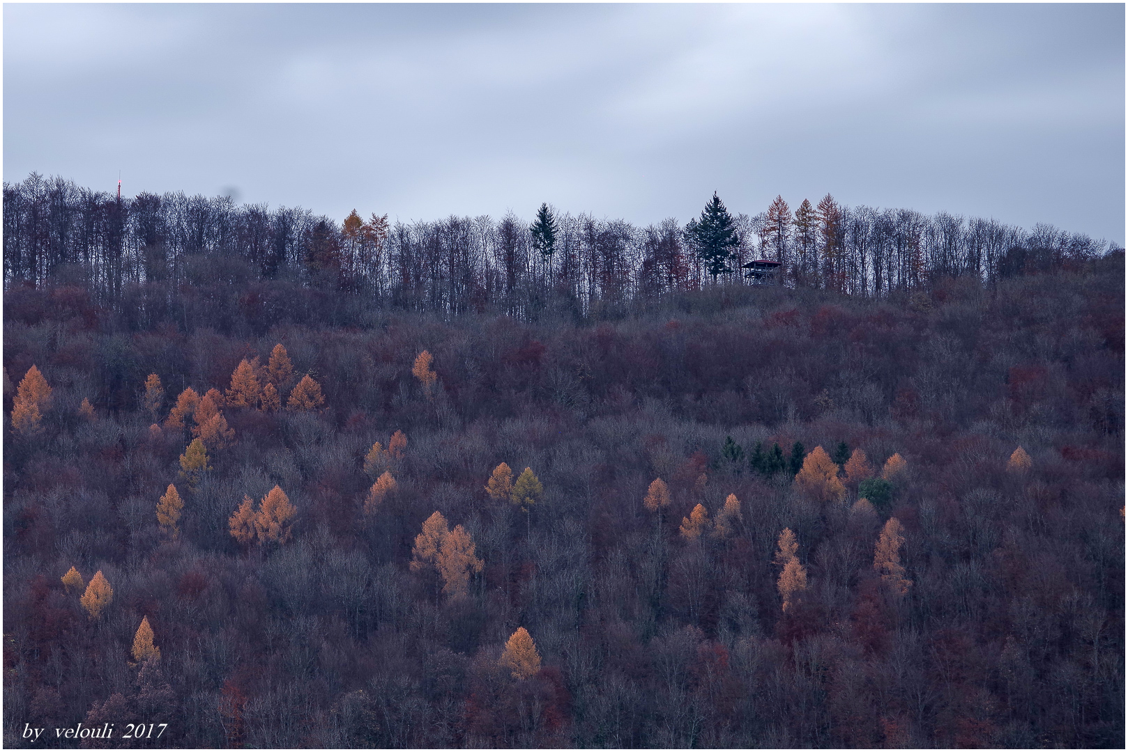 der Hertener Wald im Herbst