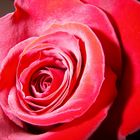 Der "Herz" der Rose