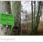 Der Herzogbusch