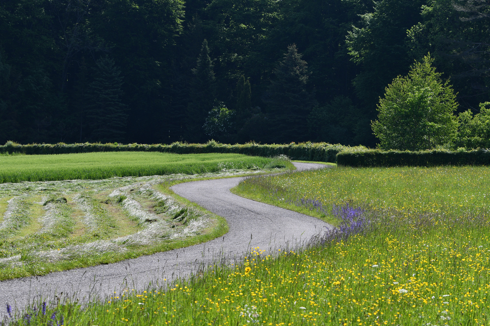 Der Heuet Foto & Bild pflanzen, pilze & flechten, gräser, landschaft