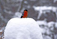 Der heutige Schneekönig ...