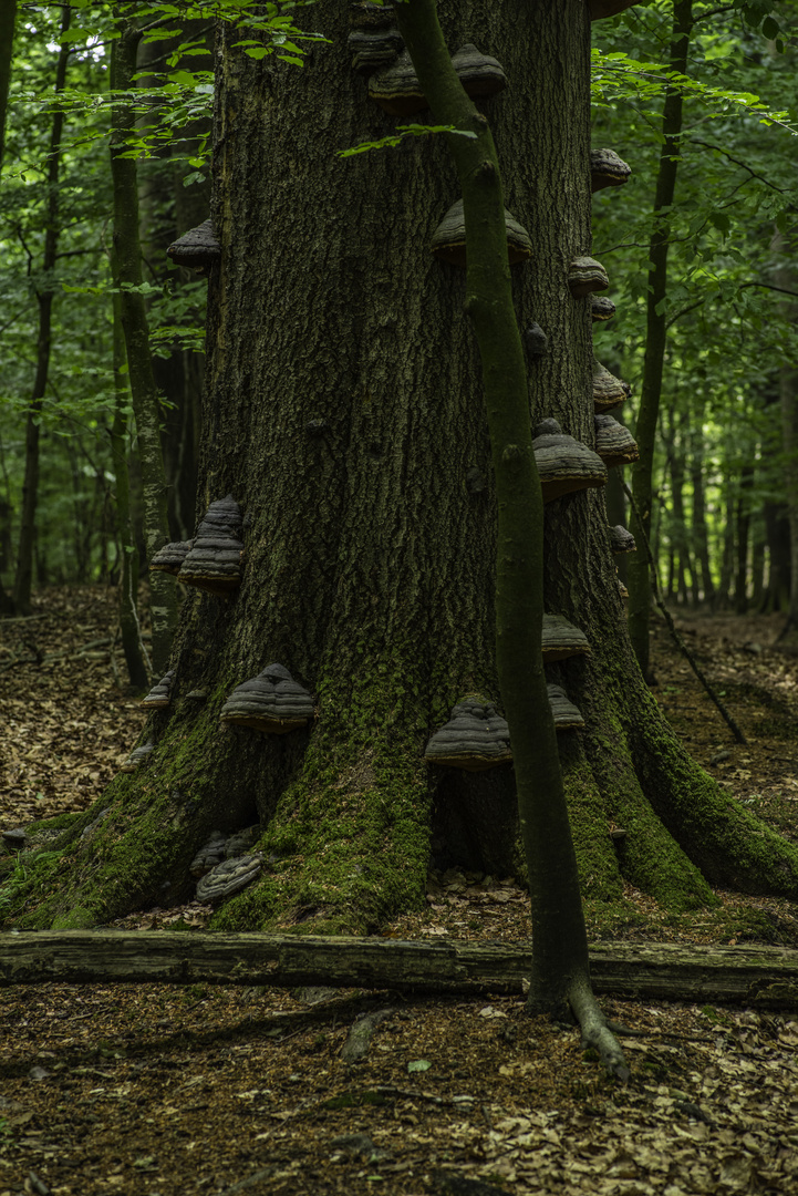 Der Hexenbaum im Kaltenhofer Moor