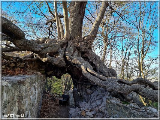 Der Hexenbaum  (mit Gedicht)