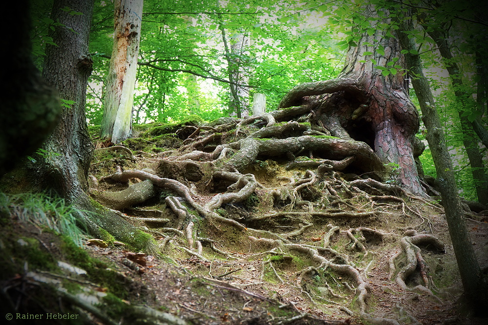 Der Hexenteich (4) mystische Wurzeln Foto & Bild landschaft, bach