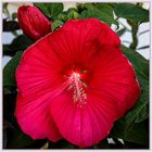 Der Hibiskus...