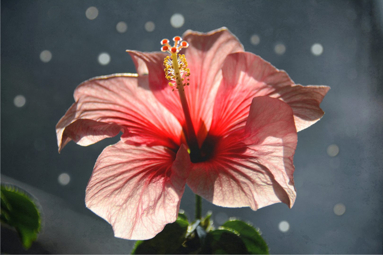 der Hibiskus...