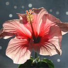 der Hibiskus...