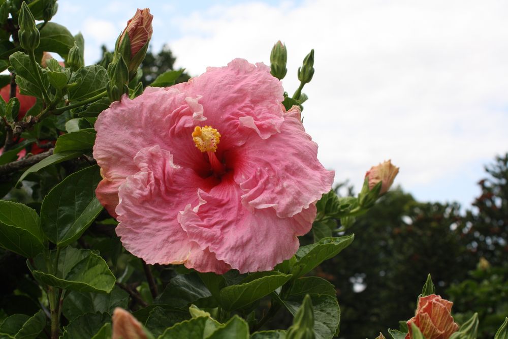 Der Hibiskus Foto & Bild | natur, hibiskus, pflanzen ...