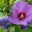 der Hibiskus blüht