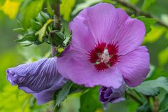 der Hibiskus blüht