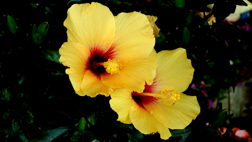 der Hibiskus blüht". . Foto & Bild pflanzen, pilze & flechten, bäume
