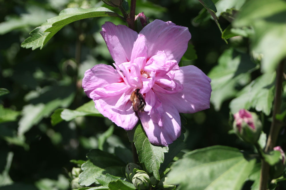 der Hibiskus blüht