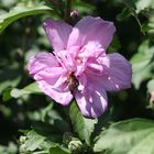 der Hibiskus blüht