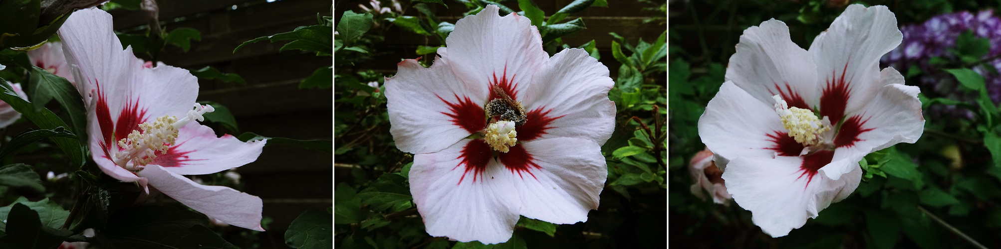 der Hibiskus erhält Besuch