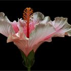 Der Hibiskus gilt für Viele als Königin der tropischen Blumen 