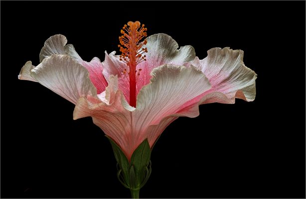 Der Hibiskus gilt für Viele als Königin der tropischen Blumen - ( Stacking  Bild )
