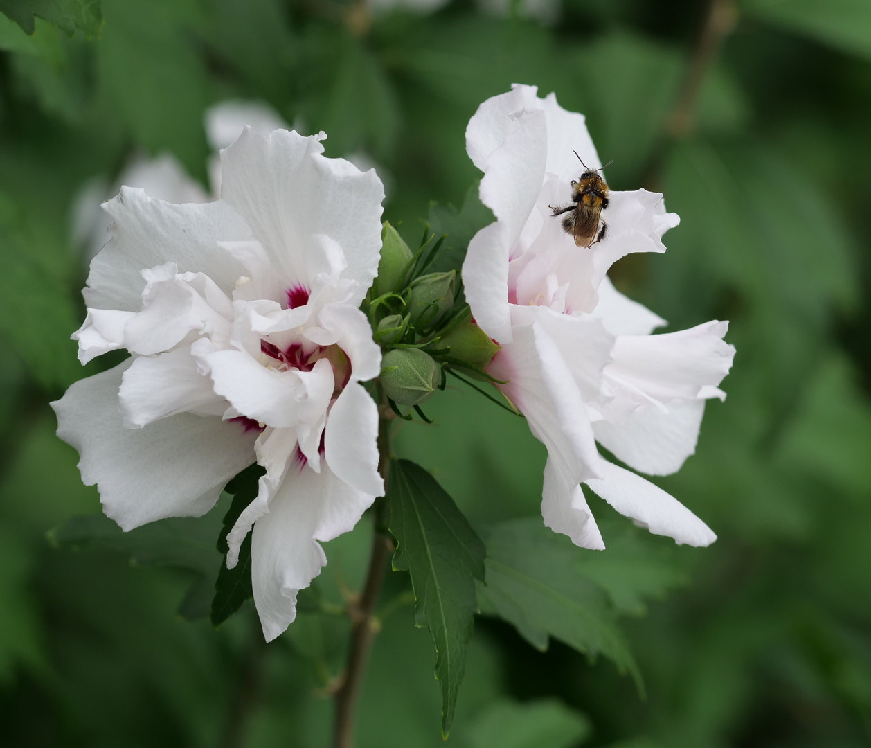                  " Der Hibiskus hat Besuch"