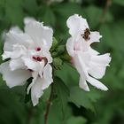                  " Der Hibiskus hat Besuch"