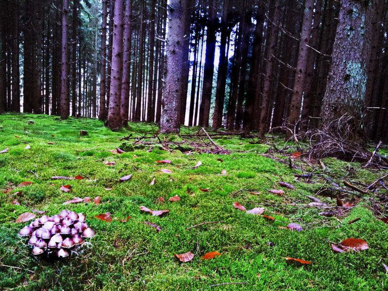 Der Hilzba-Wald