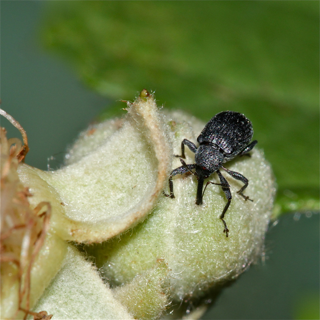 Der Himbeerblütenstecher (Anthonomus rubi)