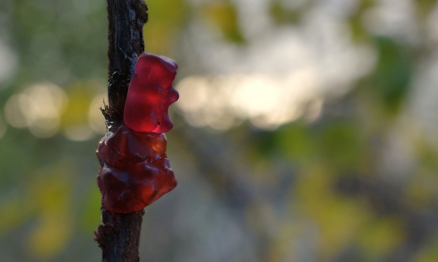 Der Himbeerrote Baumzitterling (Tremella Hariboiensis)